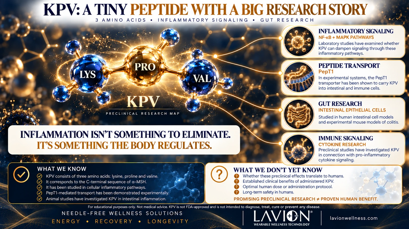 KPV peptide research involving inflammatory signaling, gut health, NF-kB, PepT1 and immune signaling